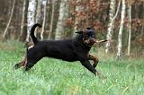 ROTTWEILER 448